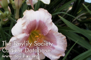 Daylily Exotic Candy